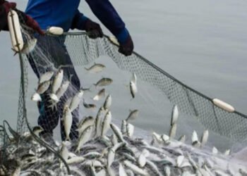 अब मछली मारने पर जिला प्रशासन ने लगा दिया बैन, अगर पकड़ते दिखे तो लगेगा 10 हजार रुपया का जुर्माना