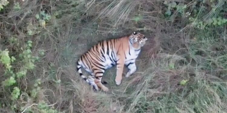 Marwahi forest division is echoing with the roar of the tigress, employees including DFO are keeping an eye on every movement.