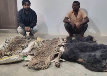 Major action by Forest Department; Five accused arrested for smuggling ivory, leopard and bear skin