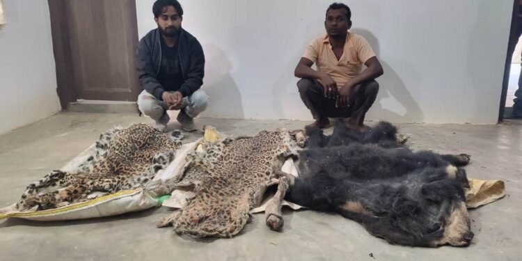 Major action by Forest Department; Five accused arrested for smuggling ivory, leopard and bear skin