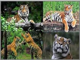 Tiger Reserve; increase in the number of tigers