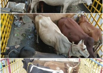 Raipur Corporation conducted a day-long campaign on various roads and in five days, caught 387 stray animals and sent them to Gauthans.