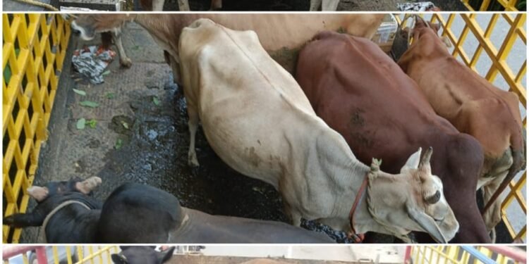 Raipur Corporation conducted a day-long campaign on various roads and in five days, caught 387 stray animals and sent them to Gauthans.