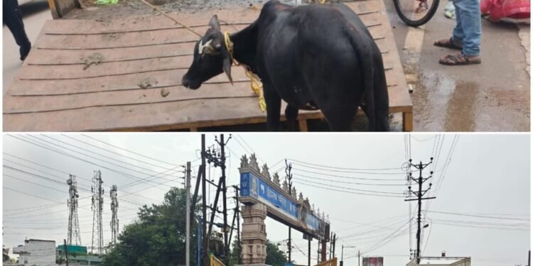 Raipur, Smt. Meenal Choubey, Health