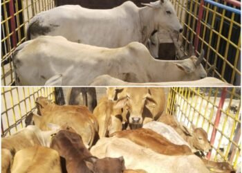 In 9 days, 529 stray animals were caught and sent to Gauthans