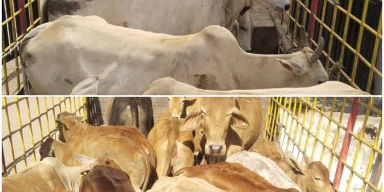 In 9 days, 529 stray animals were caught and sent to Gauthans