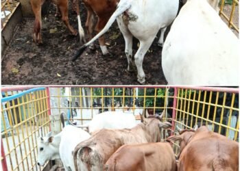 Raipur Municipal Corporation conducted a day-long campaign on various roads and caught 1588 stray animals in 31 days and sent them to Gauthans