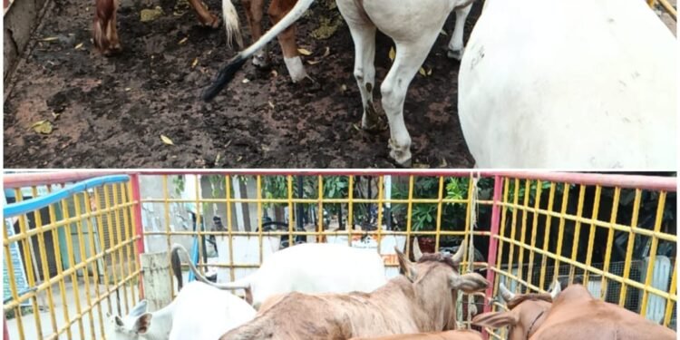 Raipur Municipal Corporation conducted a day-long campaign on various roads and caught 1588 stray animals in 31 days and sent them to Gauthans
