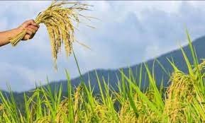 Kharif Marketing Year 2025-26 Paddy Procurement