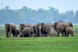 A herd of elephants destroyed houses and crops... people fled to save their lives.