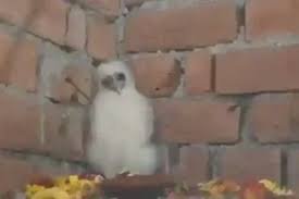 Crowds gathered to worship the mysterious white bird, believed to be Garuda.