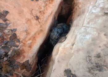 रायपुर, रायगढ़ जिले के विकासखण्ड घरघोड़ा अंतर्गत ग्राम कया अंतर्गत जंगल क्षेत्र में एक हाथी के बच्चे (शावक) की मृत्यु का मामला सामने आया है। 27 जनवरी की सायंकाल स्थानीय ग्रामीणों द्वारा सूचना दी गई कि वन क्षेत्र में एक हाथी