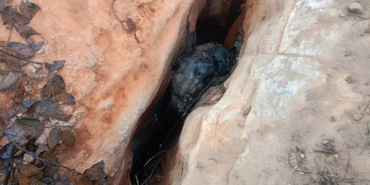 रायपुर, रायगढ़ जिले के विकासखण्ड घरघोड़ा अंतर्गत ग्राम कया अंतर्गत जंगल क्षेत्र में एक हाथी के बच्चे (शावक) की मृत्यु का मामला सामने आया है। 27 जनवरी की सायंकाल स्थानीय ग्रामीणों द्वारा सूचना दी गई कि वन क्षेत्र में एक हाथी