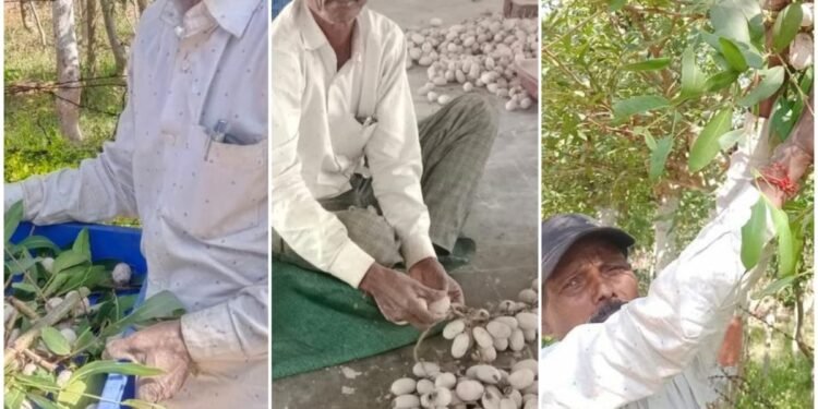 Success Story: Tussar Farming Shows Self-Reliance_ Newsxpress