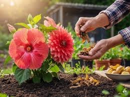 Organic Compost: Make organic fertilizer from potato peels, it is very beneficial for plants.