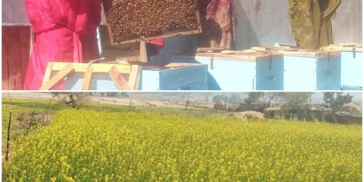 Success Story: Beekeeping Increases Income of Self-Help Group