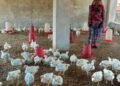 Courage changed destiny: Sakun Maurya of Jamthan village became self-reliant through poultry farming.