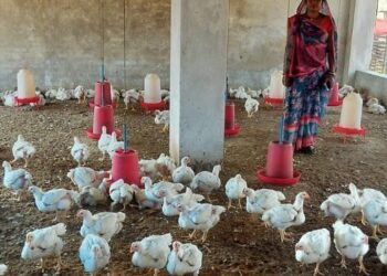 Courage changed destiny: Sakun Maurya of Jamthan village became self-reliant through poultry farming.