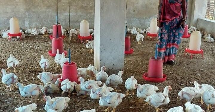 Courage changed destiny: Sakun Maurya of Jamthan village became self-reliant through poultry farming.