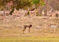 A major achievement for the Forest Department: Barnawapara's Rampur Grassland is once again populated with blackbucks.