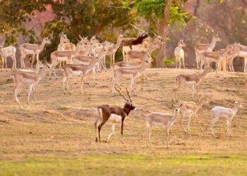 A major achievement for the Forest Department: Barnawapara's Rampur Grassland is once again populated with blackbucks.