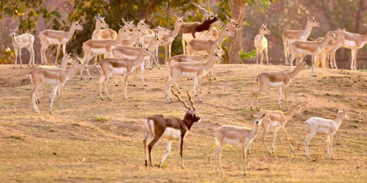 A major achievement for the Forest Department: Barnawapara's Rampur Grassland is once again populated with blackbucks.