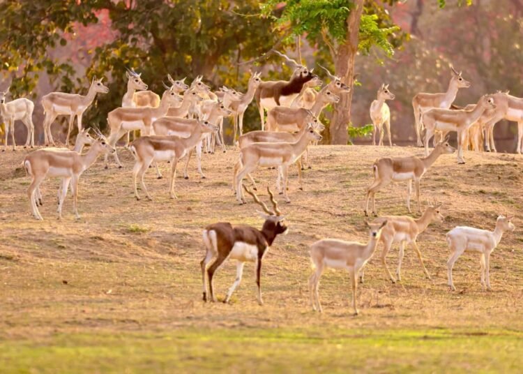 A major achievement for the Forest Department: Barnawapara's Rampur Grassland is once again populated with blackbucks.