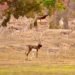 A major achievement for the Forest Department: Barnawapara's Rampur Grassland is once again populated with blackbucks.