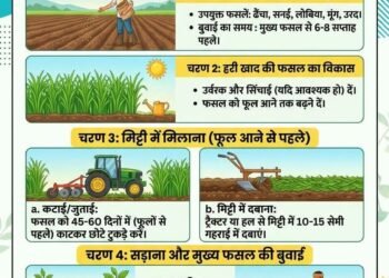 Green manures restore soil's breath – a beacon of hope for farmers in a time of declining fertility.