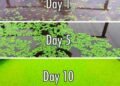 Cheap, sustainable and effective organic fertilizer for rice crop
