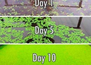 Cheap, sustainable and effective organic fertilizer for rice crop