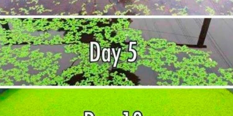 Cheap, sustainable and effective organic fertilizer for rice crop