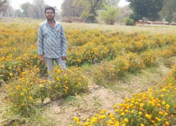 Marigold cultivation increased income and created a new identity