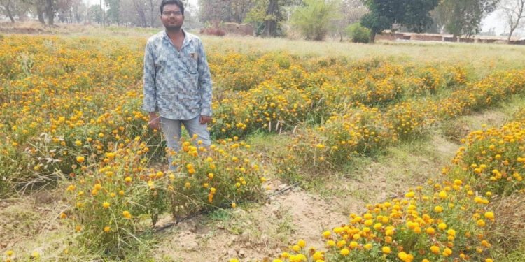 Marigold cultivation increased income and created a new identity
