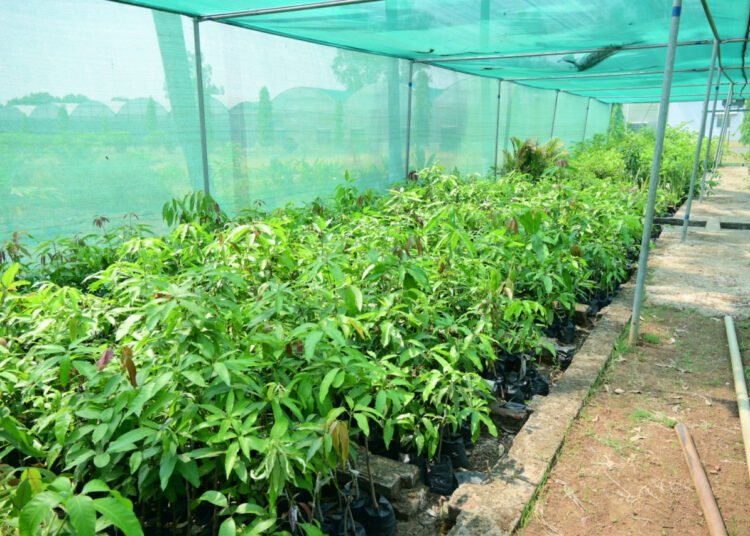 The fragrance of flowers, the bloom of mangoes and the modern technology adorned Government Garden Nursery Pendri