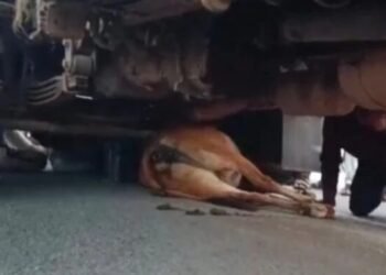 A truck loaded with liquor ran over a cow, causing commotion on the road.