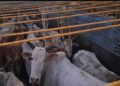 Jashpur Police takes major action under Operation Shankhnaad, frees 27 cattle from the clutches of smugglers