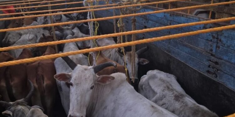 Jashpur Police takes major action under Operation Shankhnaad, frees 27 cattle from the clutches of smugglers