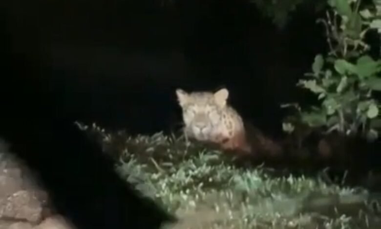 Alert: Leopard spotted by the roadside; passerby records video.