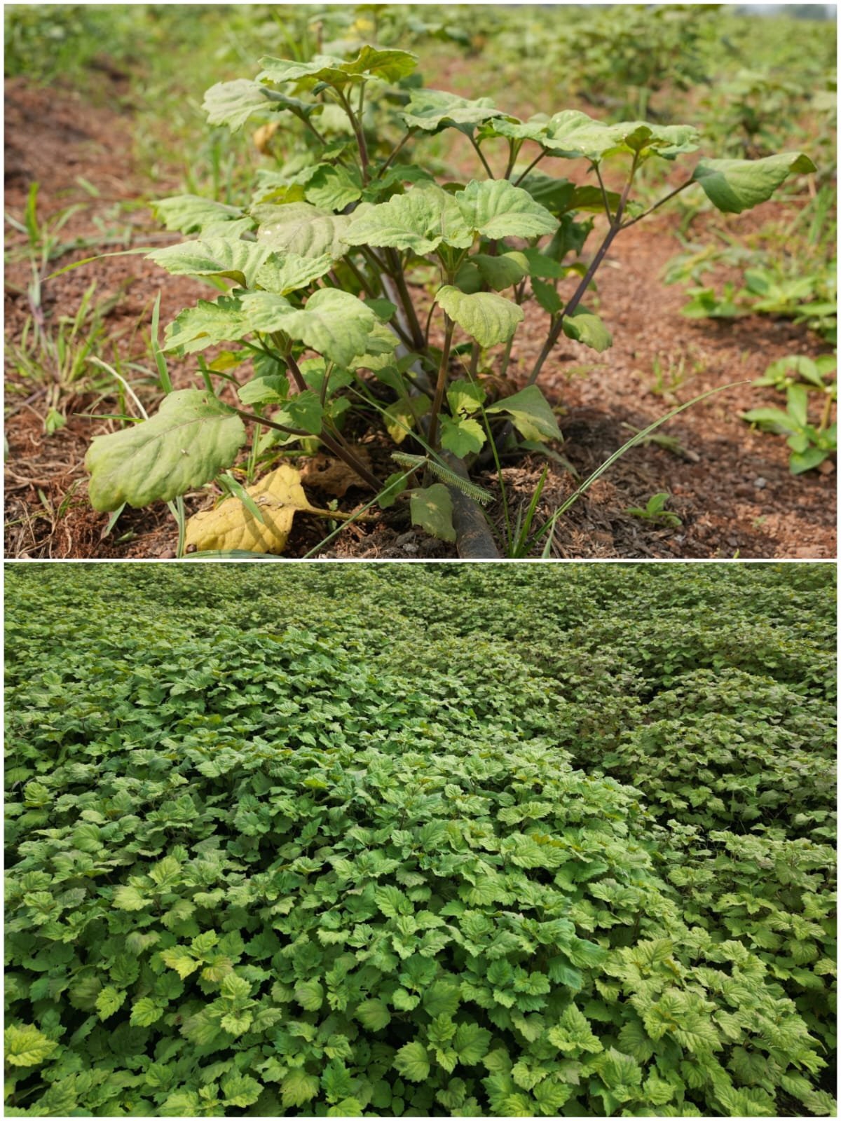 Aromatic and medicinal crops are opening new avenues of prosperity in Chhattisgarh.