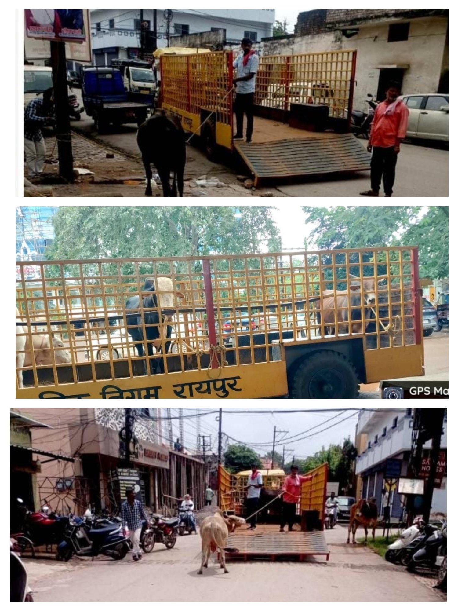 जनशिकायत मिलते ही नगर निगम जोन 7 क्षेत्र में 2 सांडो को पकडकर नियमानुसार निर्धारित गौठान में भेजा गया